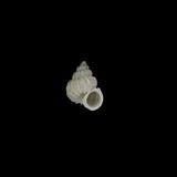 高腰鍬形海螄螺(  i Viciniscala neglecta /i  )