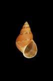 多彩玉黍螺(  i Littoraria pallescens /i  )