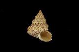 美珠鐘螺(  i Prothalotia pulcherrima /i  )英文俗名:Beautiful Jewel Top
