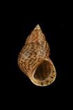 多彩玉黍螺(  i Littoraria pallescens /i  )