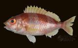 中文俗名:紅魚(ang-hi)
