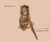 W:Thinophilus seticoxis