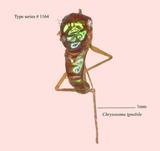 W:Chrysosoma ignobile