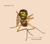 名稱:Chrysosoma humi...
