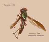 W:Conbylostylus ornatipennis