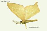 名稱:Gelasma protrusa