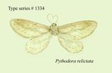 W:Pythodora relictata