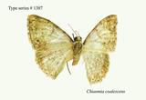 W:Chiasmia coalescens