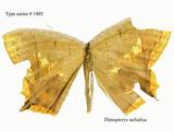 W:Thinopteryx nebulisa
