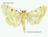 W:Dichocrocis nignilinealis
