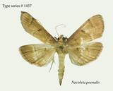 W:Nacoleia poenalis