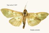 W:Sylepta scinisalis