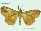 W:Hemerophila subplagiata