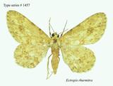 W:Ectropis rhurmitra