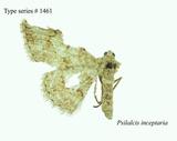 W:Psilalcis inceptaria