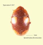 W:Spondotriplax flavomaculata