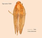 W:Cixius denticulus