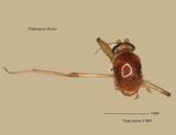 名稱:Palpomyia divisa