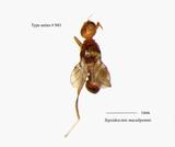 W:Sepsidoscinis maculipennis