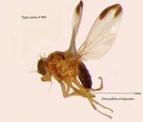 名稱:Drosophila tristipennis