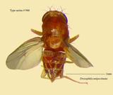 名稱:Drosophila unipectinata