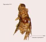 W:Lauxania trypetoptera