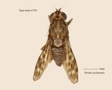 W:Dioides pictipennis