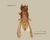 W:Trigometopus monochacta