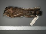 ǦW:Accipiter gularis