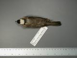 學名:Pycnonotus sinensis
