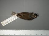 ǦW:Brachypteryx montana