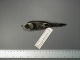 學名:Motacilla alba
