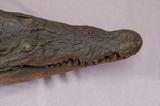 拉丁學名： em Crocodylus porosus /em 中文名稱：灣鱷英文名稱：Saltwater crocodiles