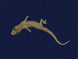 拉丁學名： em Hemidactylus frenatus /em 中文名稱：蝎虎英文名稱：Common house gecko