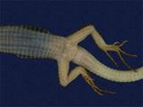 拉丁學名： em Takydromous stejnegeri /em 中文名稱：蓬萊草蜥英文名稱：Stejneger s grass lizard