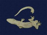 拉丁學名： em Hemidactylus stejnegeri /em 中文名稱：史丹吉氏蝎虎英文名稱：Stejneger s gecko