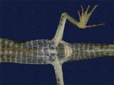 拉丁學名： em Takydromous sauteri /em 中文名稱：南臺草蜥英文名稱：Sauter s grass lizard
