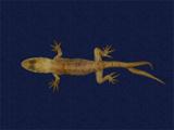 拉丁學名： em Hemidactylus bowringii /em 中文名稱：無疣蝎虎英文名稱：Bowring s gecko