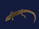 拉丁學名： em Eumeces elegans /em 中文名稱：麗紋石龍子英文名稱：Elegant five-lined skink