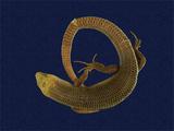 拉丁學名： em Eumeces elegans /em 中文名稱：麗紋石龍子英文名稱：Elegant five-lined skink