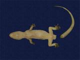 拉丁學名： em Hemidactylus bowringii /em 中文名稱：無疣蝎虎英文名稱：Bowring s gecko