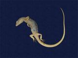 拉丁學名： em Takydromous stejnegeri /em 中文名稱：蓬萊草蜥英文名稱：Stejneger s grass lizard