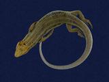 拉丁學名： em Eumeces elegans /em 中文名稱：麗紋石龍子英文名稱：Elegant five-lined skink