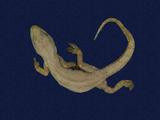 拉丁學名： em Hemidactylus frenatus /em 中文名稱：蝎虎英文名稱：Common house gecko