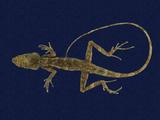 拉丁學名： em Japalura swinhonis /em 中文名稱：斯文豪氏攀蜥英文名稱：Swinhoe’s tree lizard