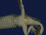 拉丁學名： em Platyplacopus kuehnei /em 中文名稱：臺灣地蜥英文名稱：Ground lizard