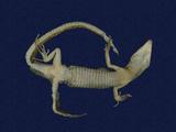 拉丁學名： em Platyplacopus kuehnei /em 中文名稱：臺灣地蜥英文名稱：Ground lizard