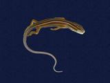 拉丁學名： em Eumeces elegans /em 中文名稱：麗紋石龍子英文名稱：Elegant five-lined skink