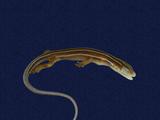 拉丁學名： em Eumeces elegans /em 中文名稱：麗紋石龍子英文名稱：Elegant five-lined skink