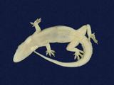 拉丁學名： em Hemidactylus stejnegeri /em 中文名稱：史丹吉氏蝎虎英文名稱：Stejneger s gecko